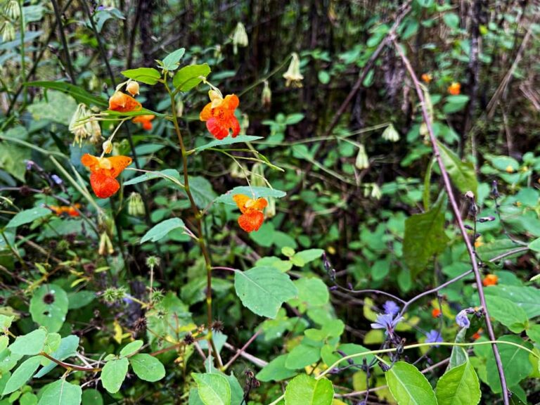 jewel weed and fall asters