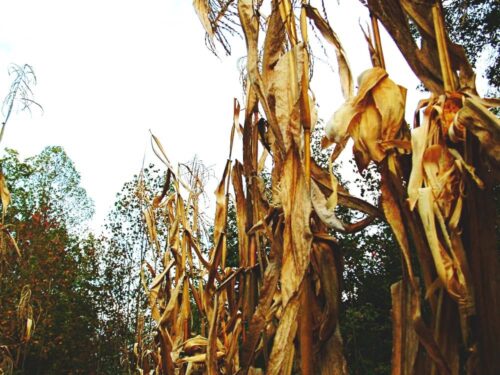 corn fodder drying in field