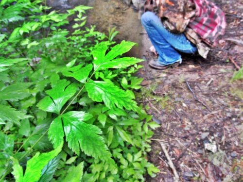 yellow root by creek