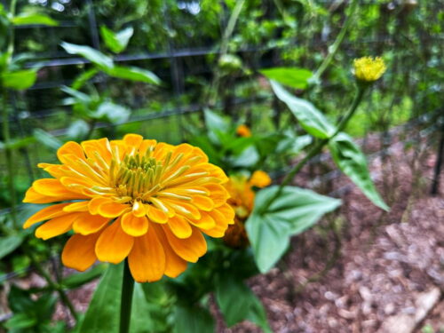 Yellow Zinnia flower