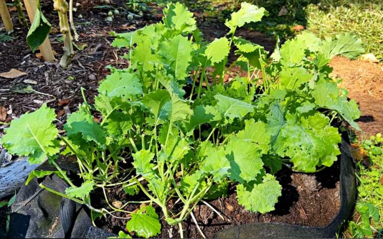 kale growing in a container