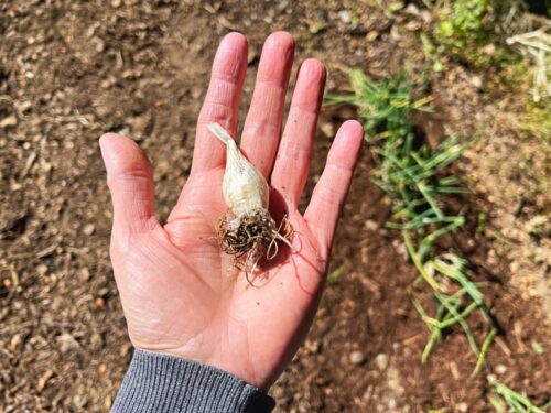 hand holding onion bulb