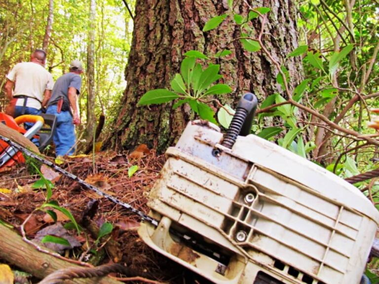 Chainsaw laying in woods