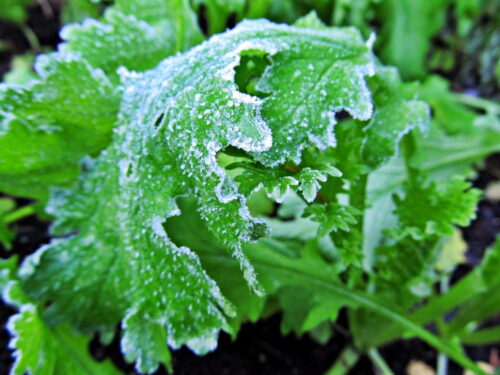 frost on the mustard greens