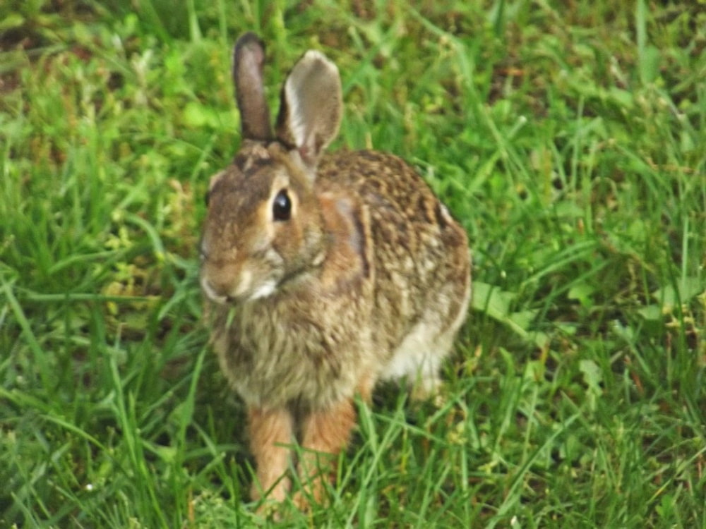 Acorn Rabbit Old Sayings | Blind Pig and The Acorn