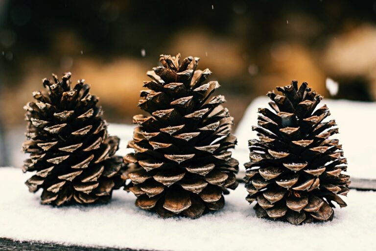 three large pinecones