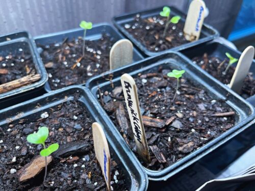 cabbage seedling plants