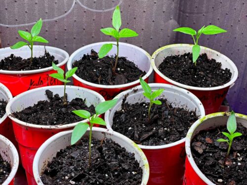 pepper seedlings in red cups