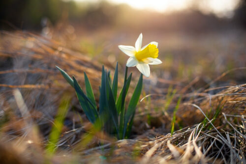one daffodil blooming on hill