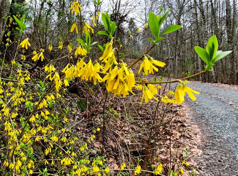 forsythia blooms