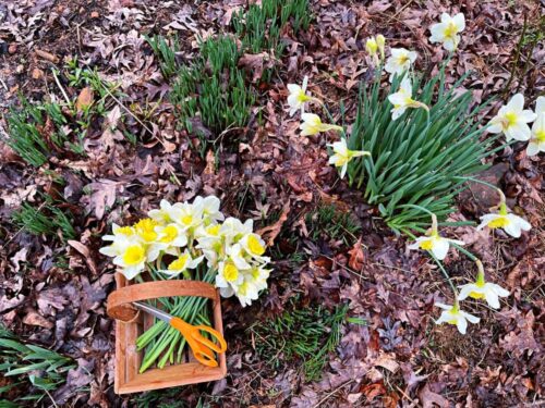 daffodils cut in basket