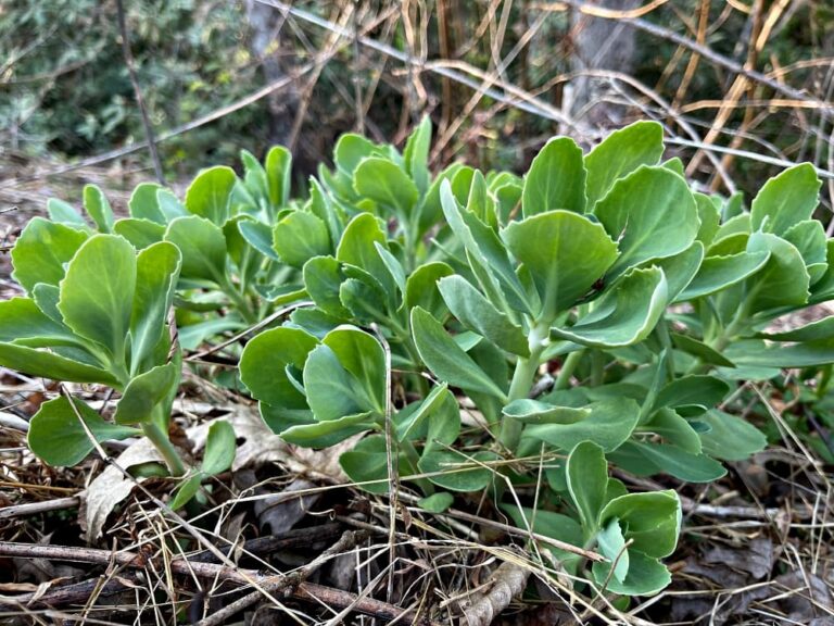 green plants