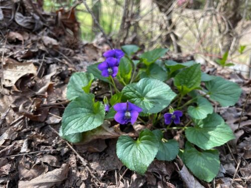 clump of blooming violets