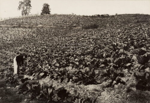 huge field of cabbage