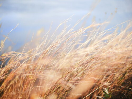 wind blowing in grass