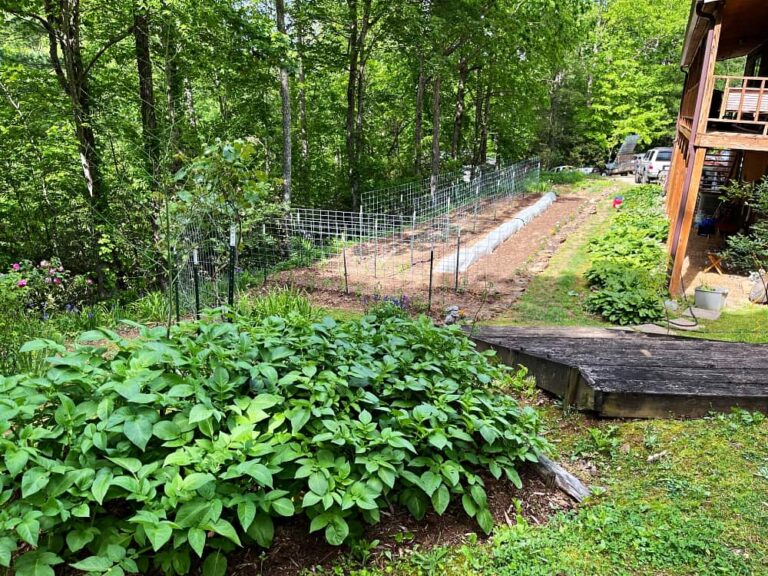 Garden view