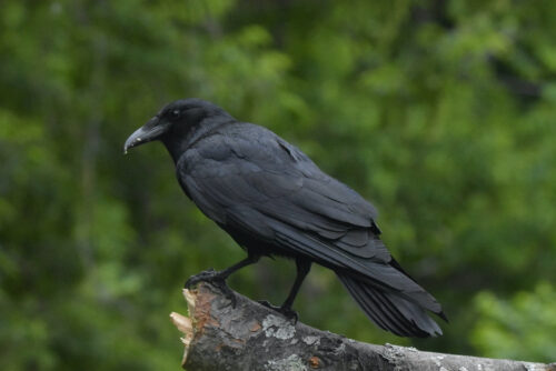 crow on branch