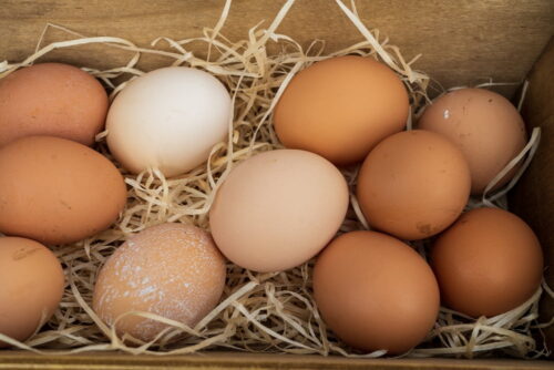 eggs in chicken nest
