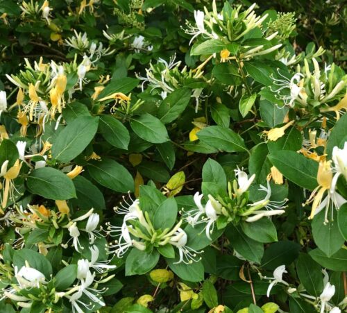 honeysuckle at Pap's