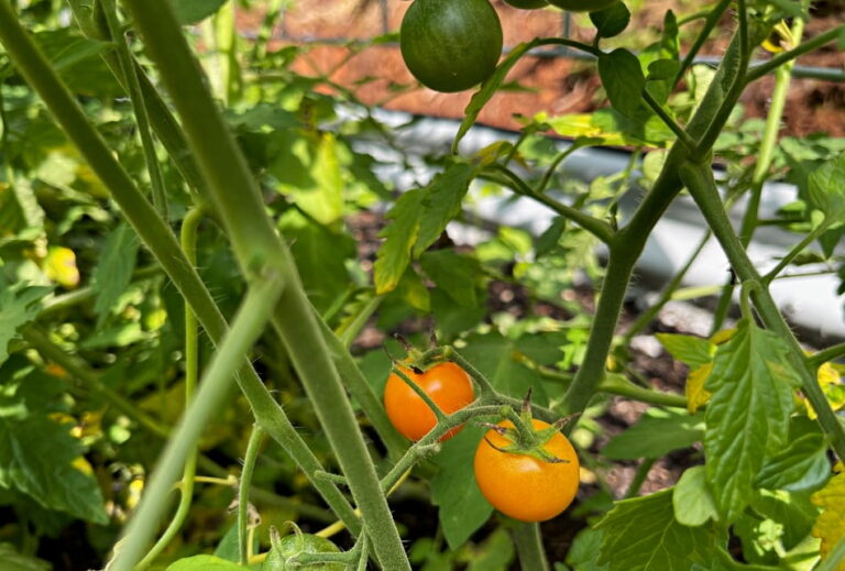 orange tommy toe tomato