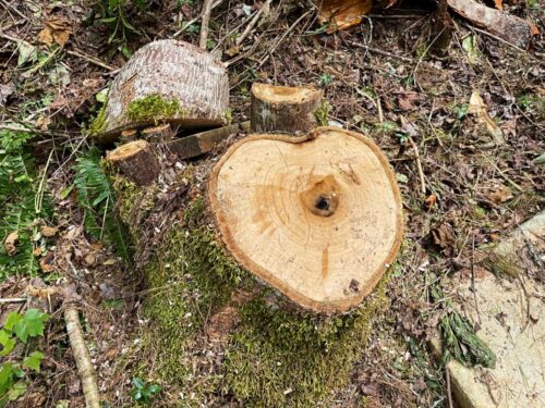 heart shaped stump