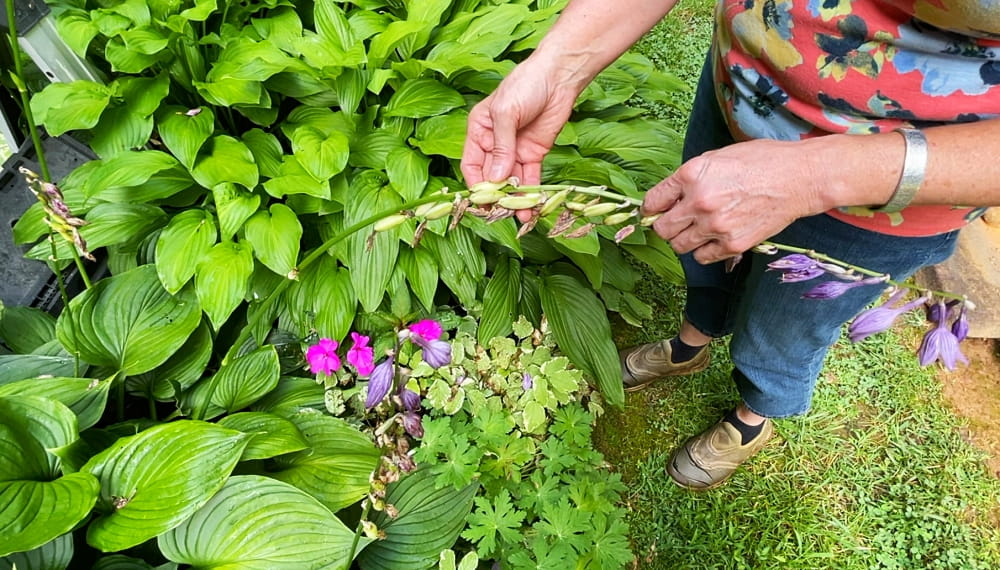 Planting Hostas from Seeds | Blind Pig and The Acorn