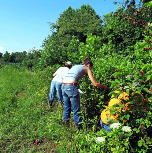 Matt and Tipper picking blackberries