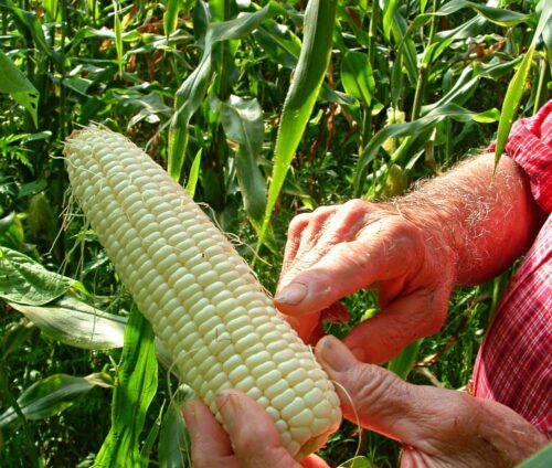 man holding ear of corn