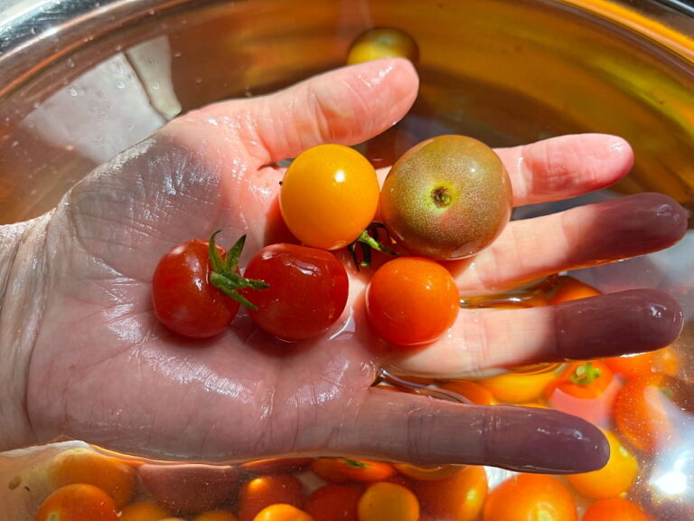 Hand holding tommy toe tomatoes