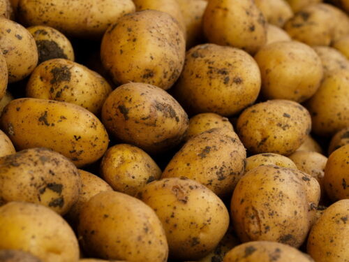 fresh dug potatoes
