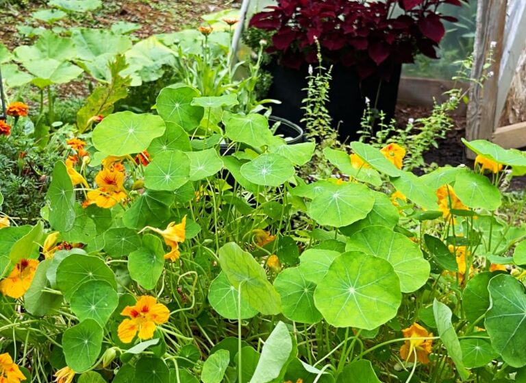 Nasturtiums One of My Favorite Flowers Blind Pig and The Acorn