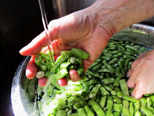washing green beans in sink