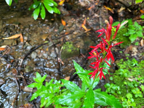 red wildflower in creek