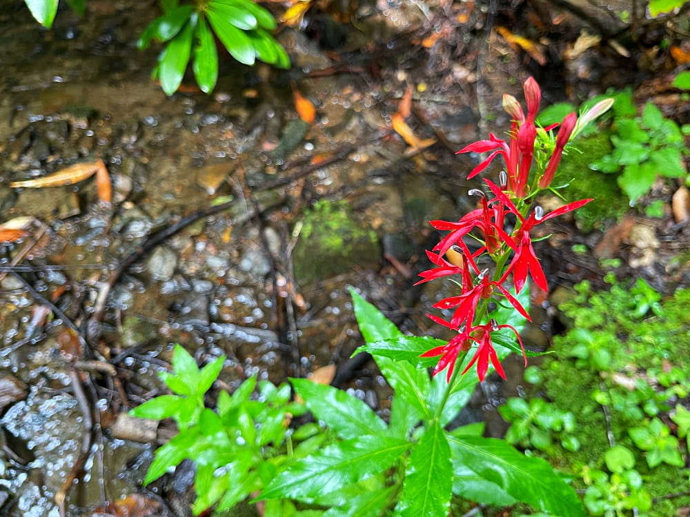 My Life in Appalachia Cardinal Flowers Blind Pig and The Acorn