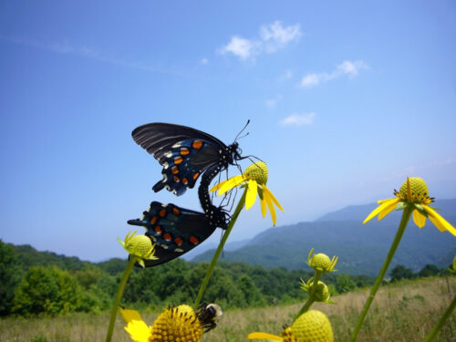 butterfly on mountain wildflower
