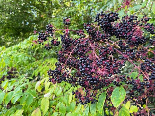 Elderberry bush with berries