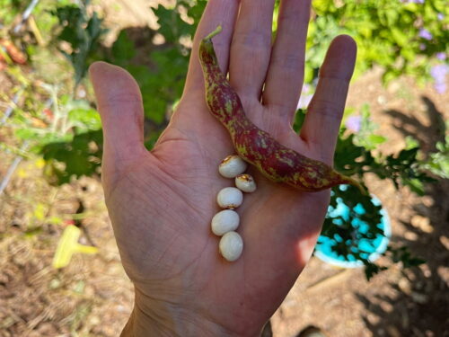 bean pod and beans in hand