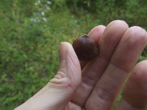 small brown nut