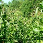 corn growing in field