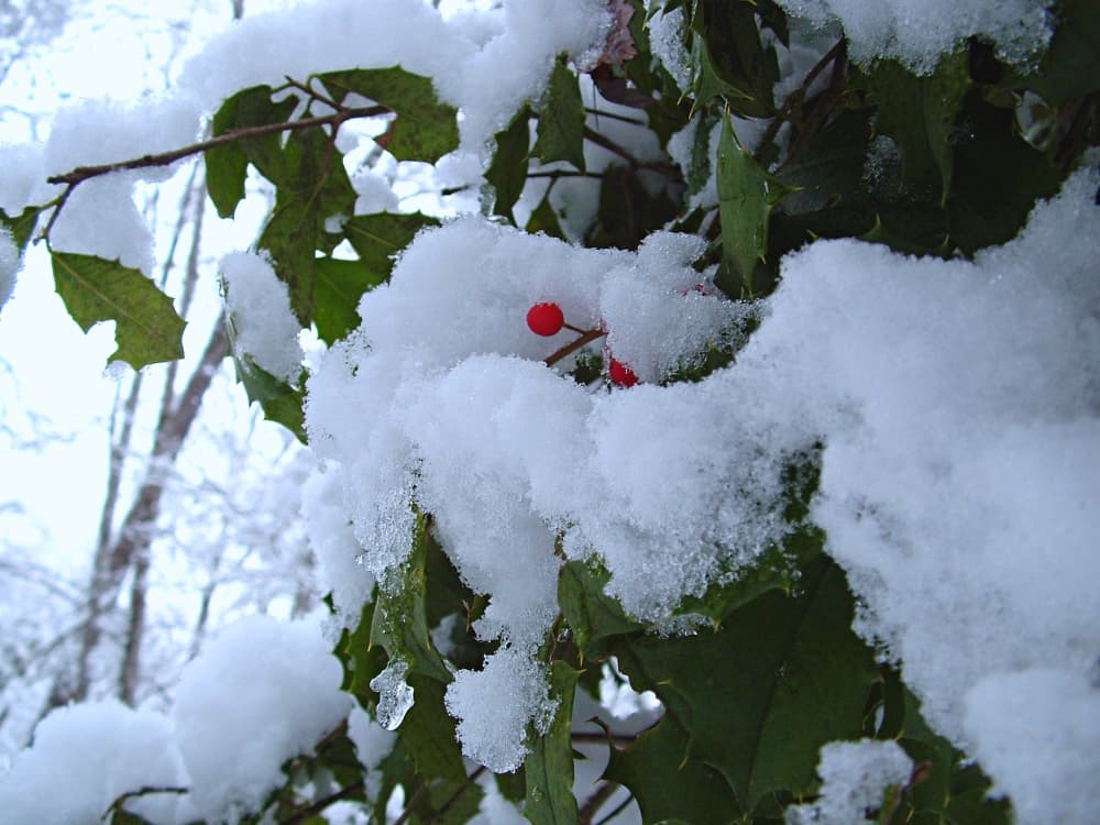 holly tree with berries and snow