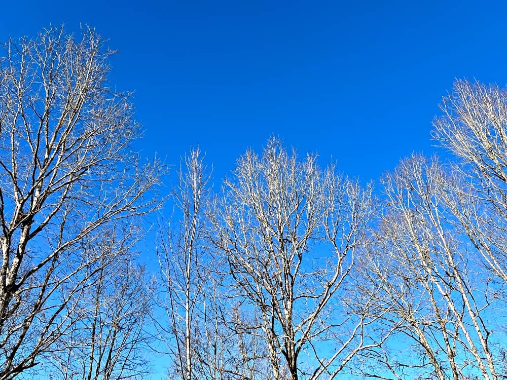 trees with blue sky