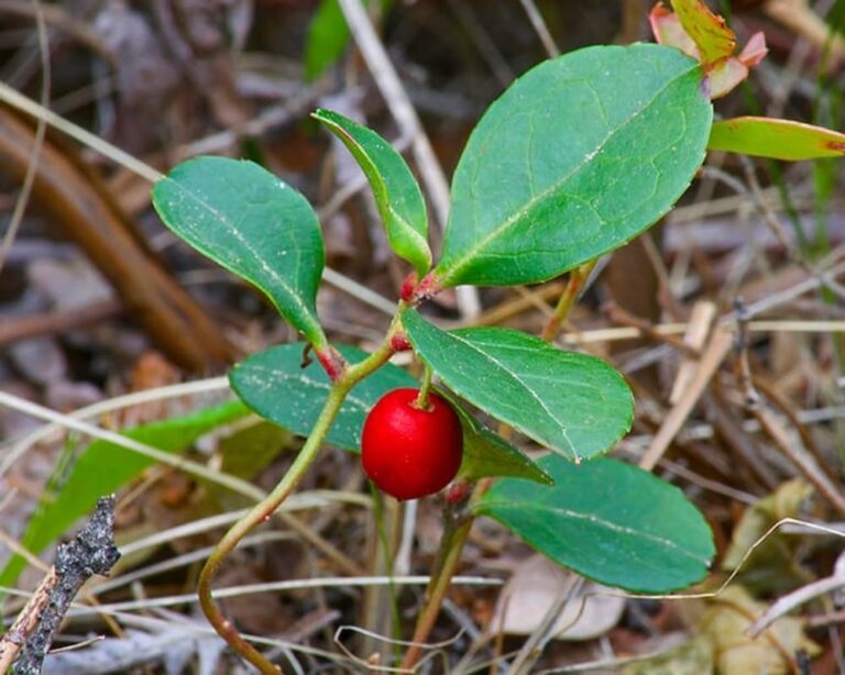 wintergreen or mountain tea