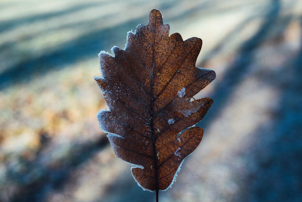leaf covered in frost