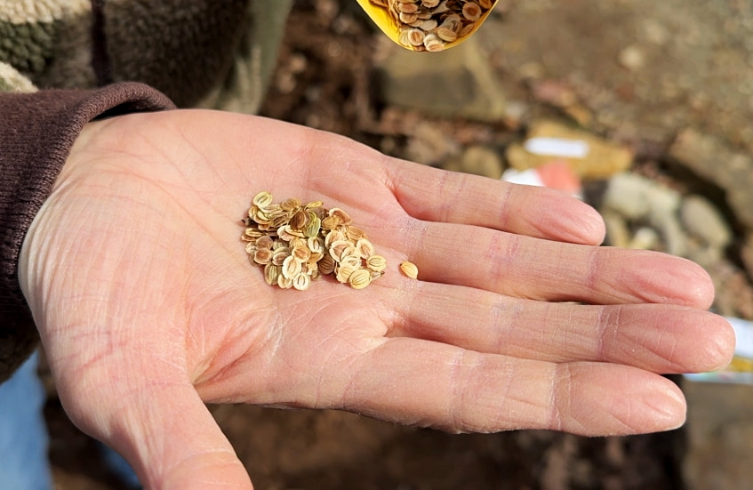 handful of parsnip seeds