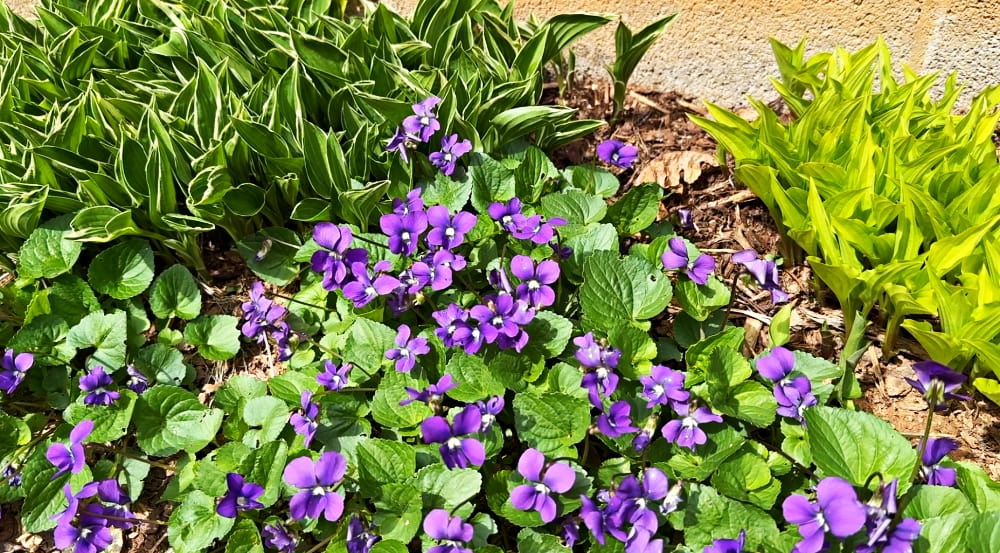 purple violets in bloom with hostas
