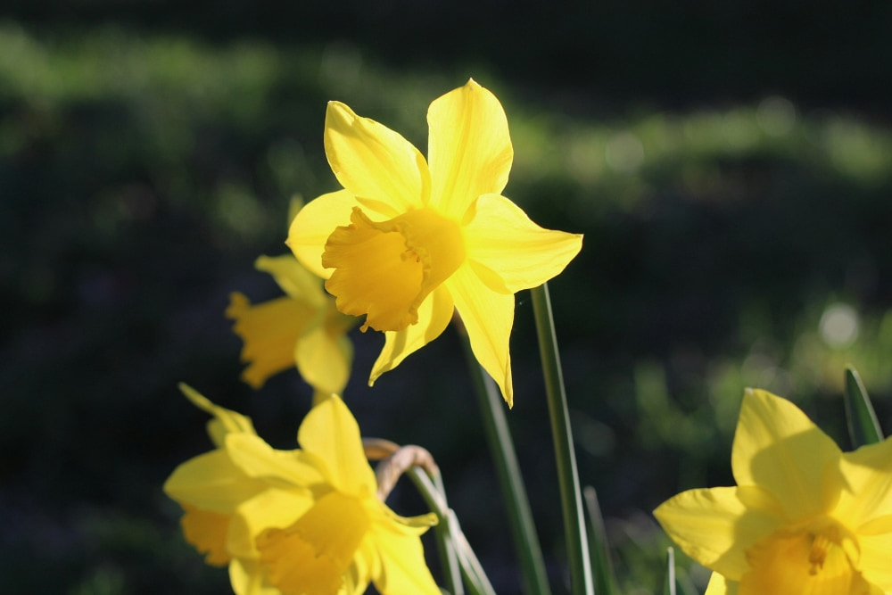 daffodils in spring blooming