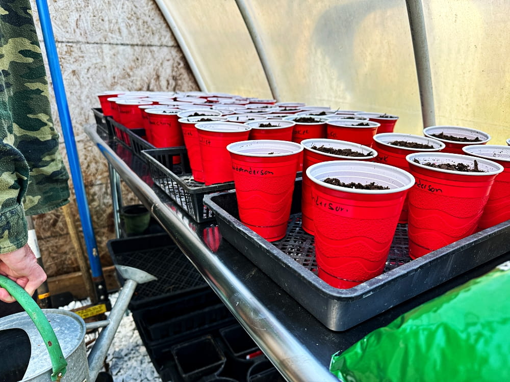 red cups with tomatoes planted in them