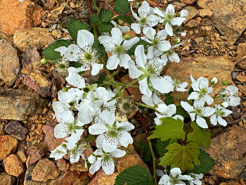 blackberry briar blooming