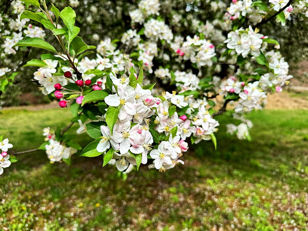 white and pink blooms on tree