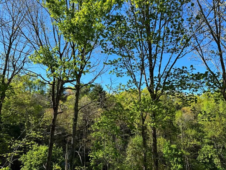 green trees against blue sky